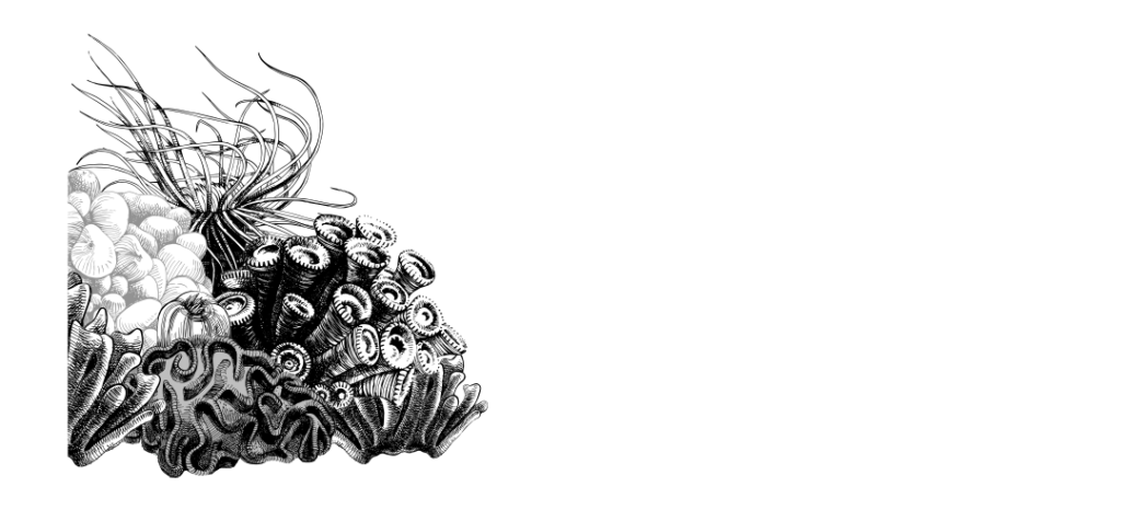 The Urban Anemone Reef & Aquarium Supplies