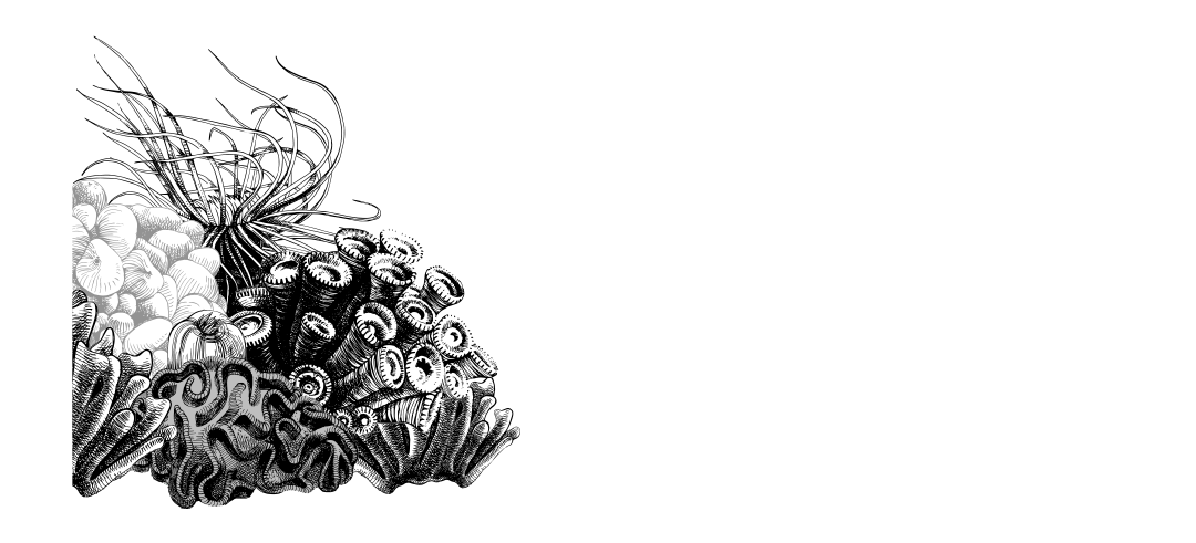 The Urban Anemone Reef & Aquarium Supplies