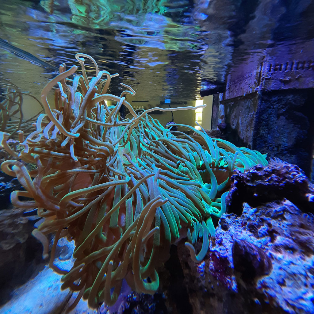 Reef Aquarium Supplies
 The Urban Anemone – Reef & Aquarium Supplies